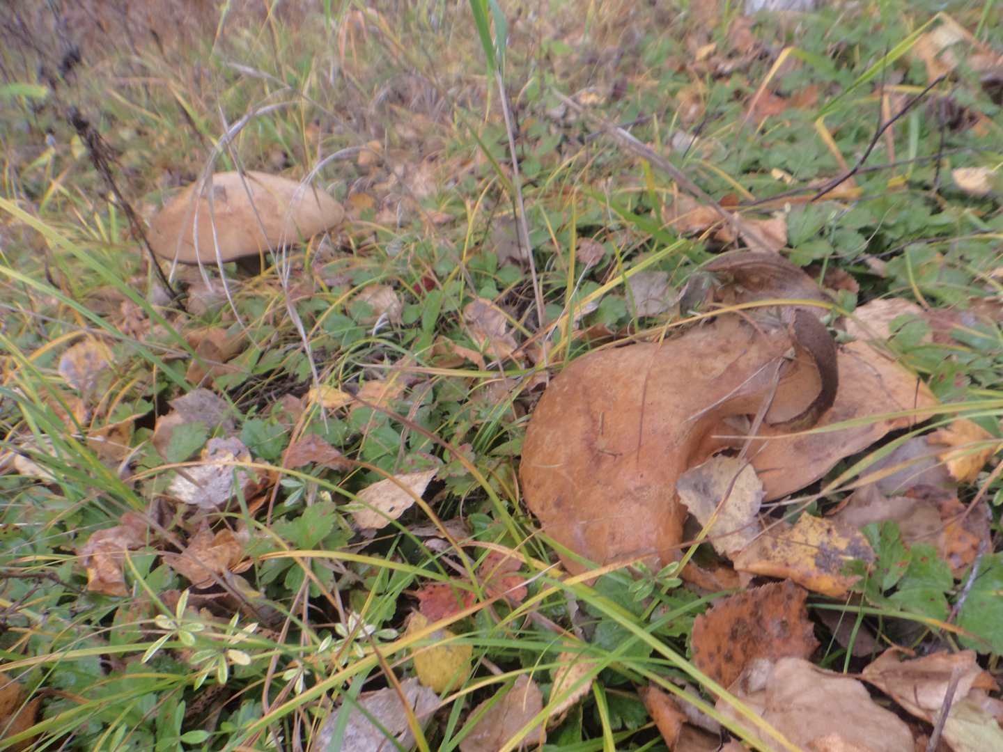 DSC07124.JPG