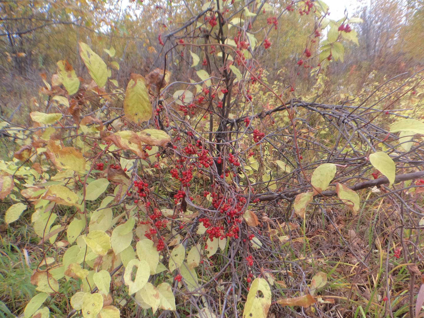 DSC07134.JPG