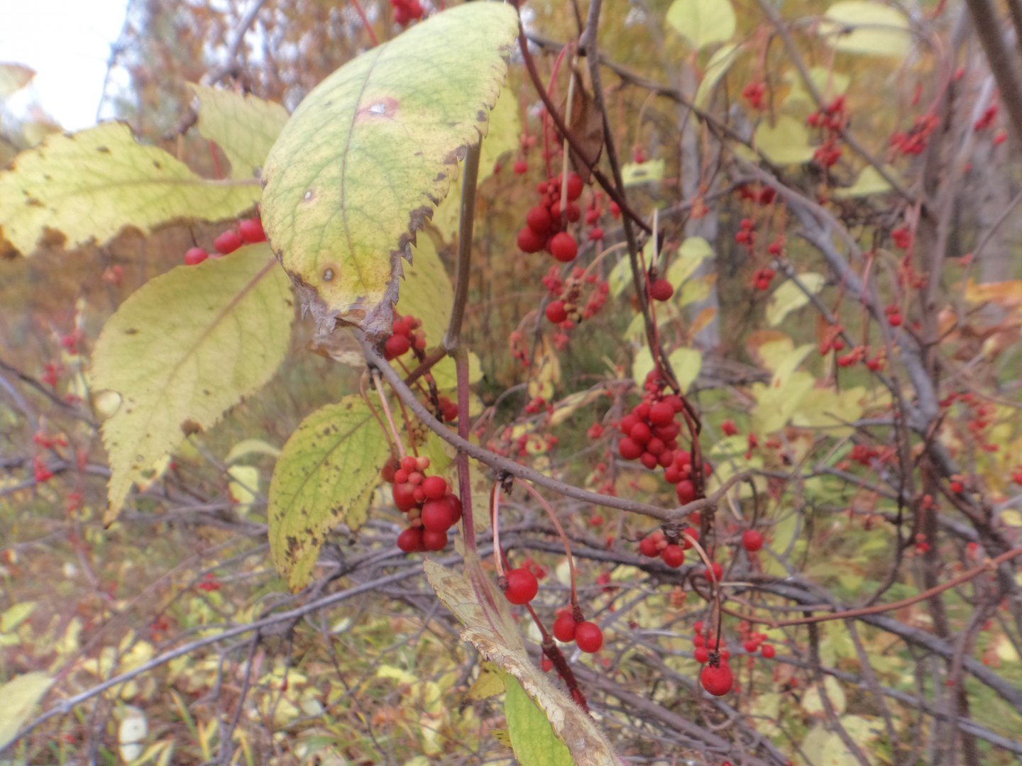 DSC07135.JPG