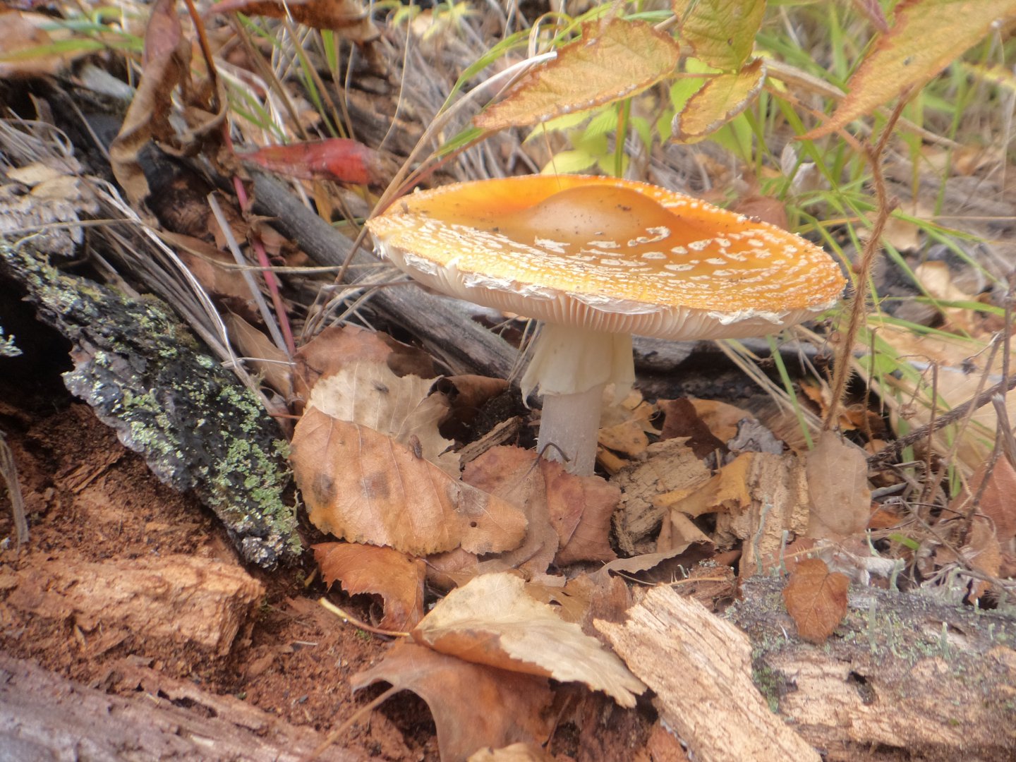 DSC07142.JPG