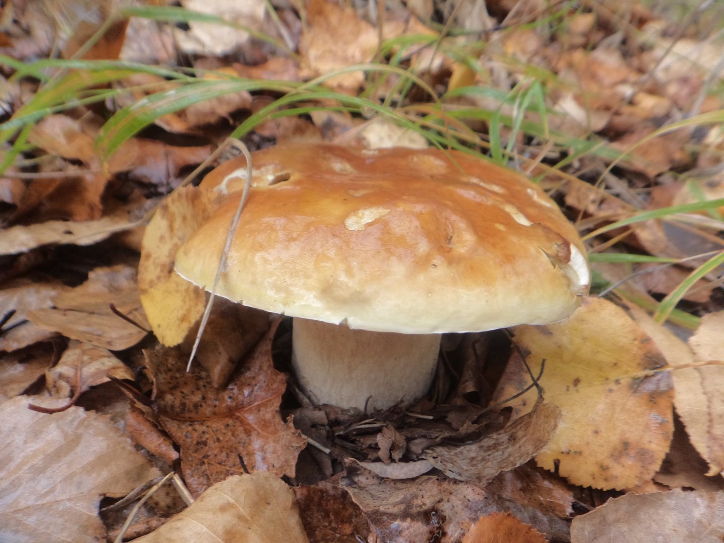 DSC07154.JPG