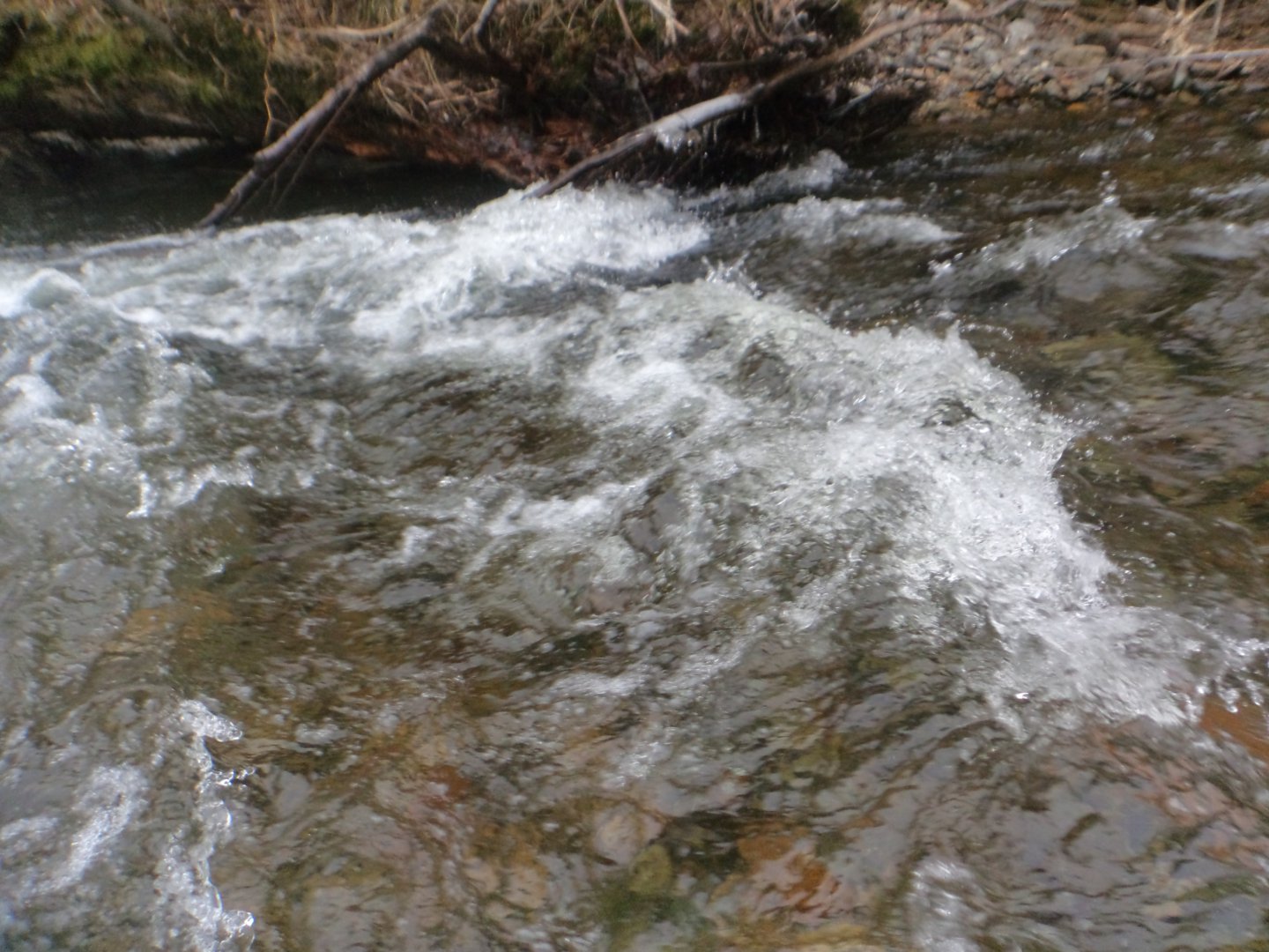 DSC07184.JPG
