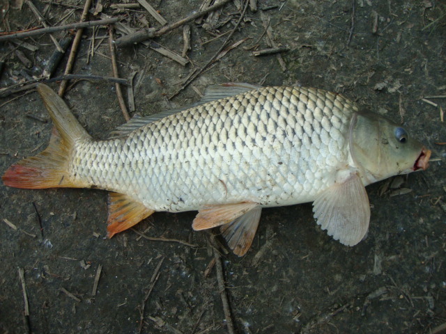 DSC07265.JPG
