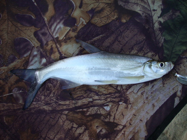 DSC07286.JPG