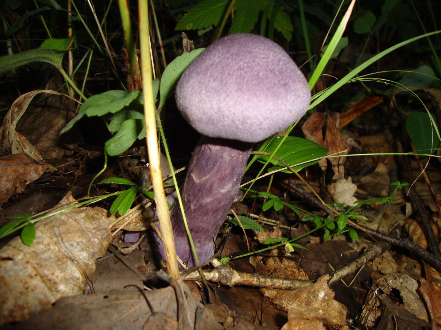 DSC07364.JPG
