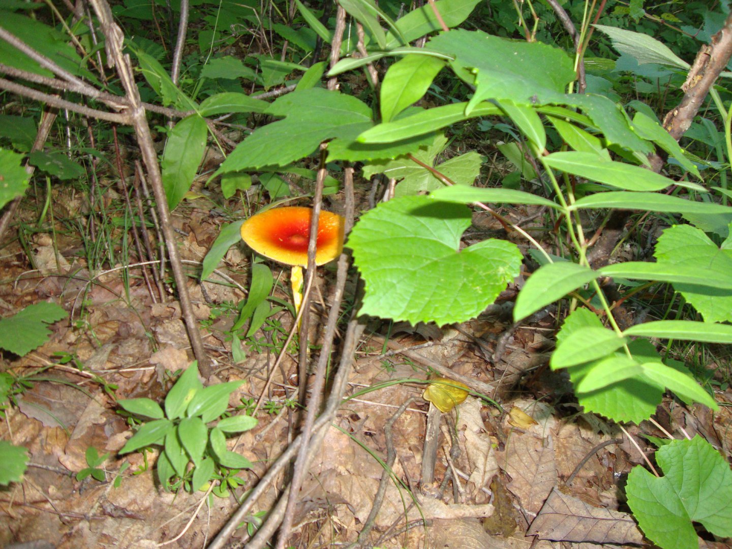 DSC07411.JPG
