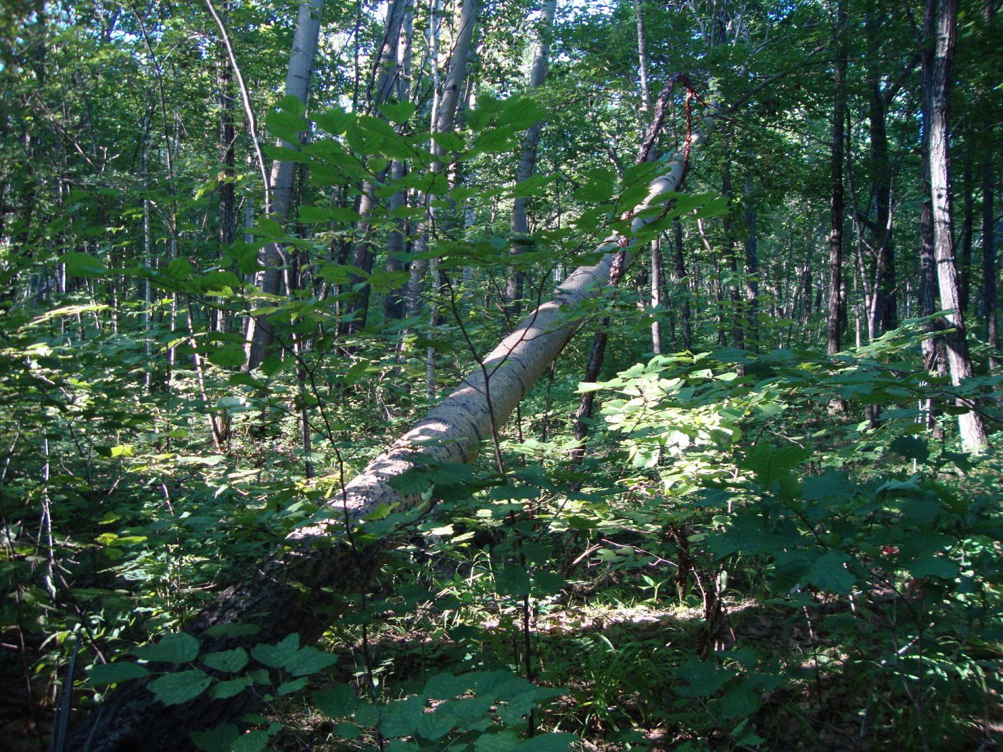 DSC07414.JPG