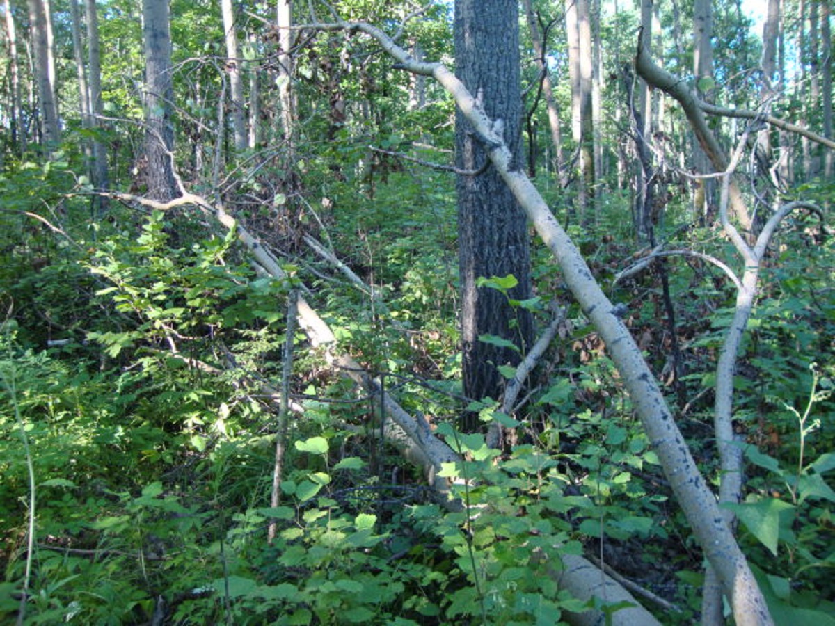 DSC07423.JPG