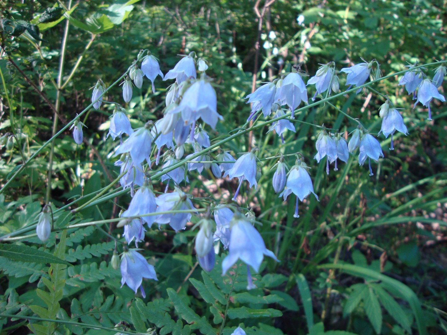 DSC07427.JPG