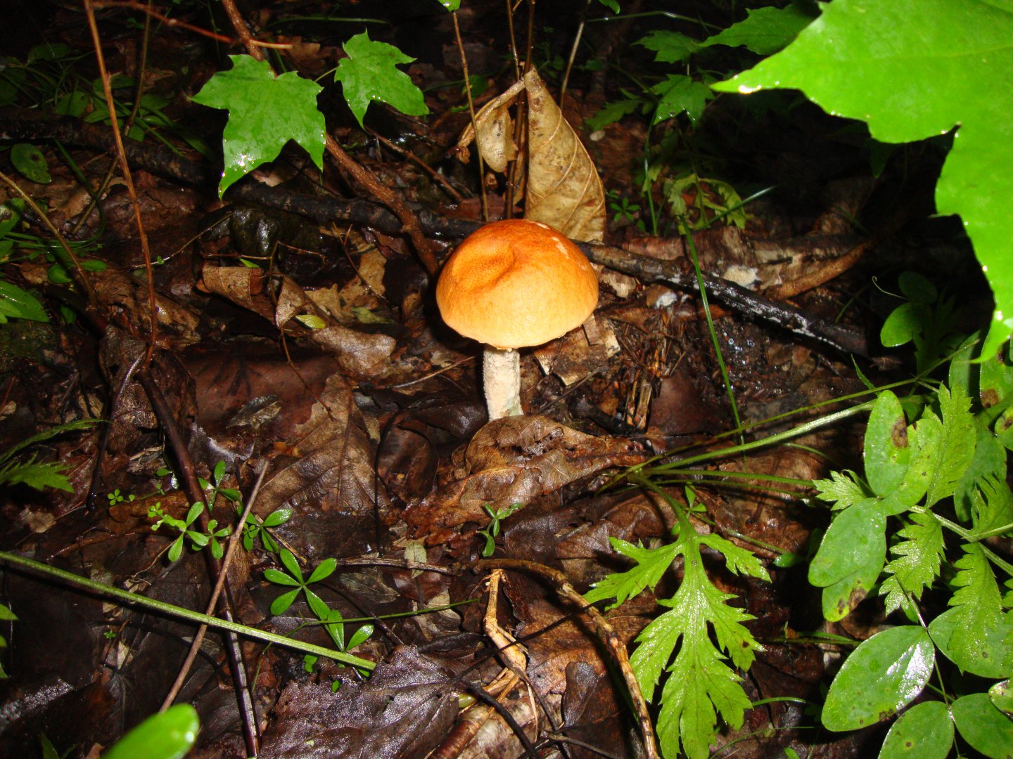 DSC07438.JPG