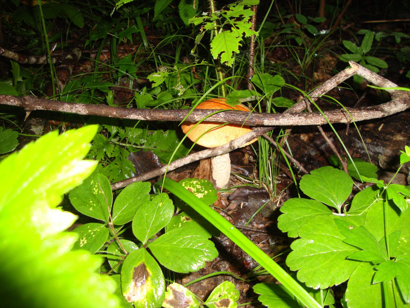 DSC07439.JPG