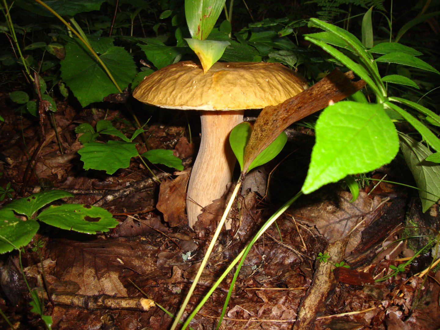 DSC07441.JPG