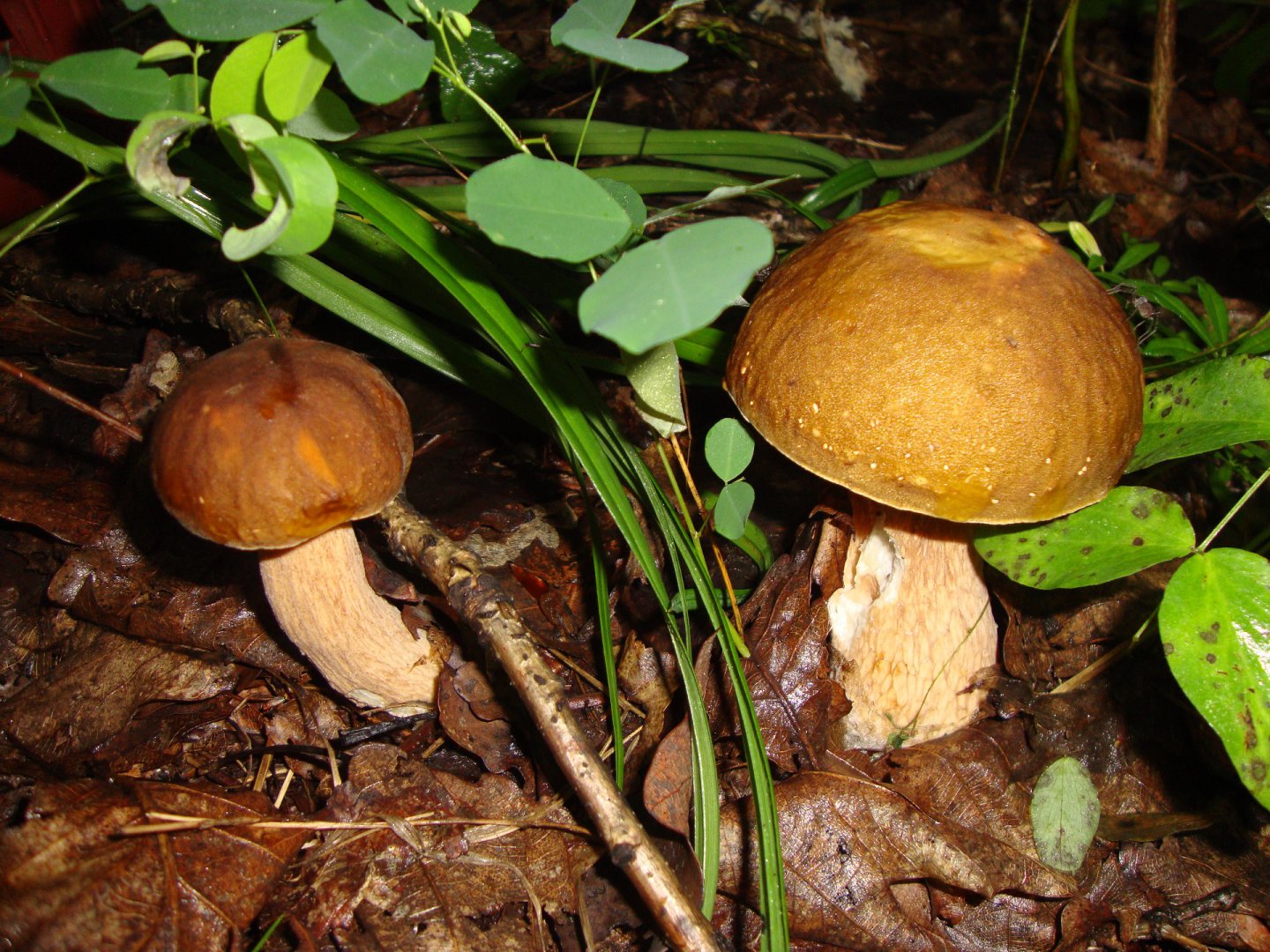 DSC07442.JPG