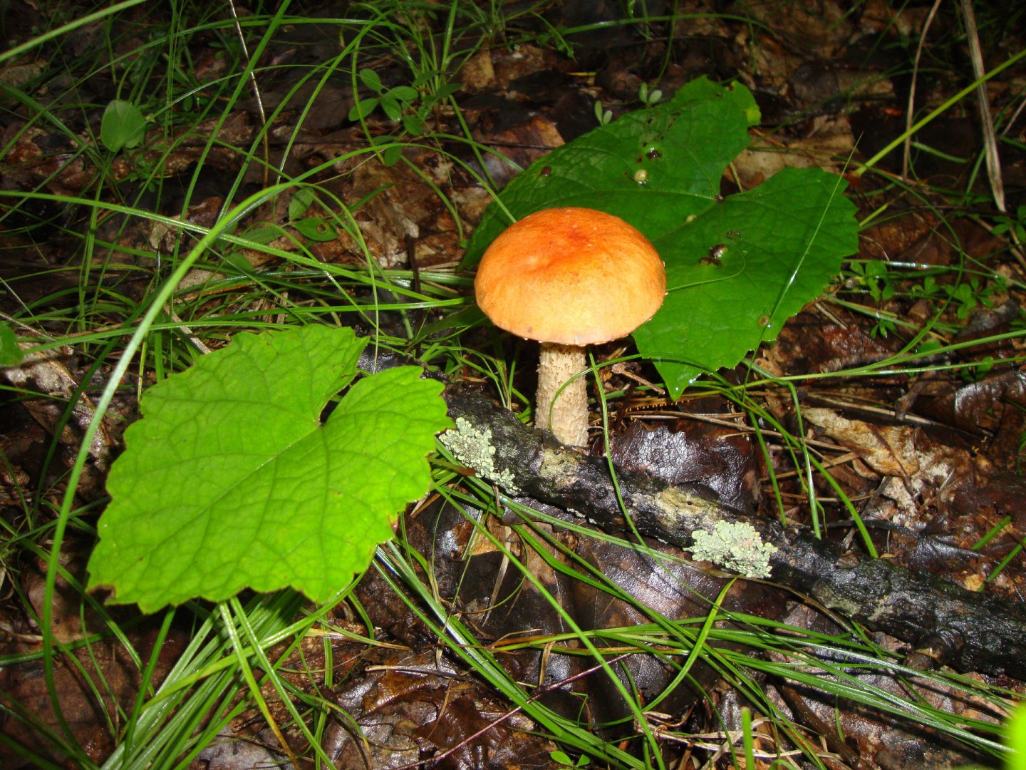 DSC07444.JPG