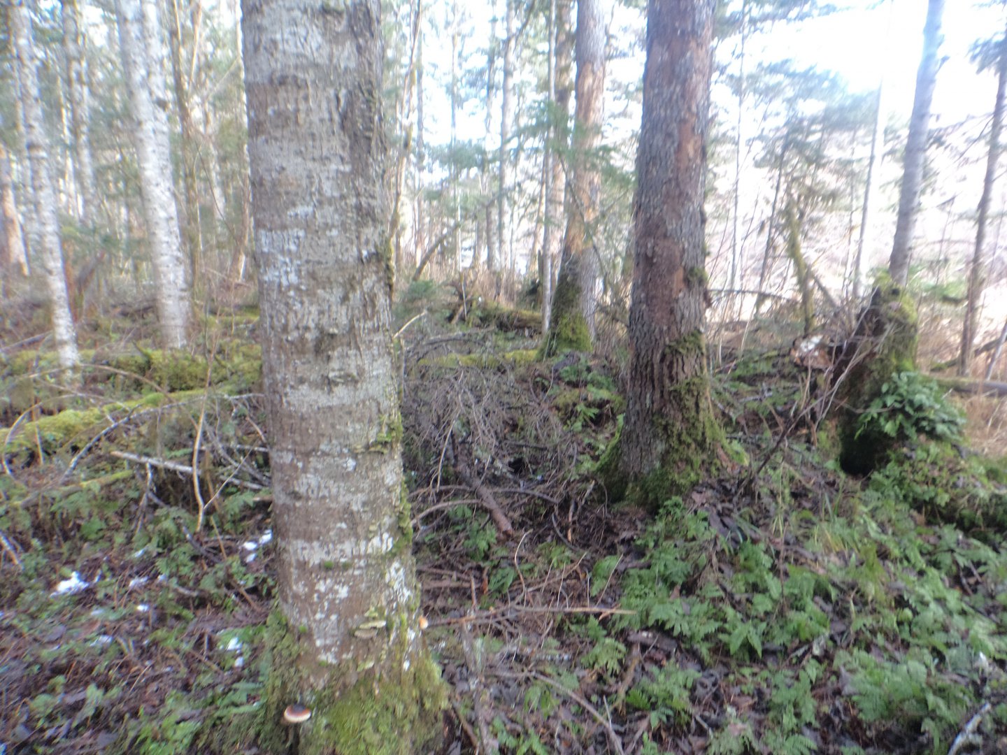 DSC07468.JPG
