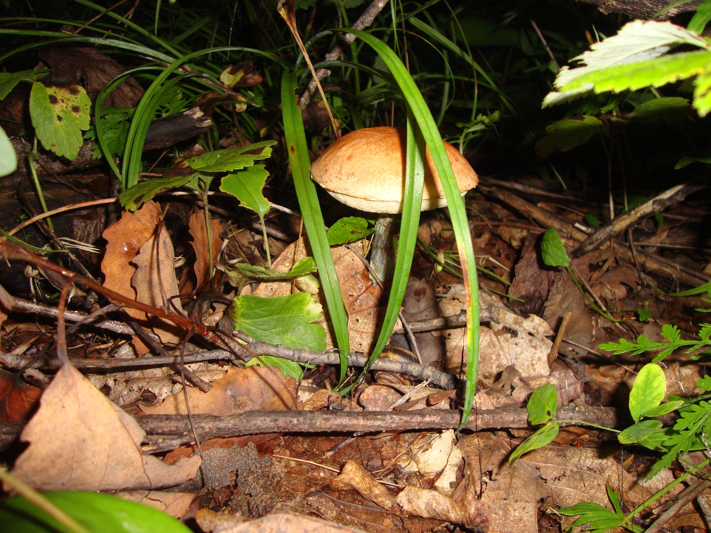 DSC07516.JPG