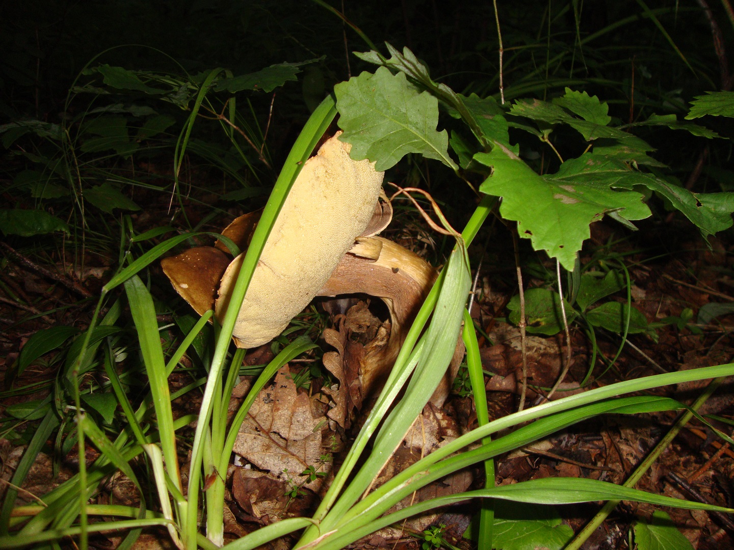DSC07517.JPG