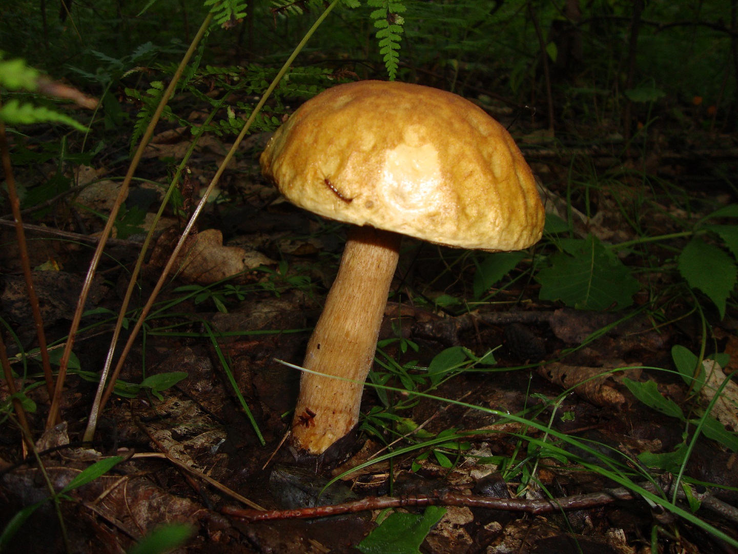 DSC07518.JPG