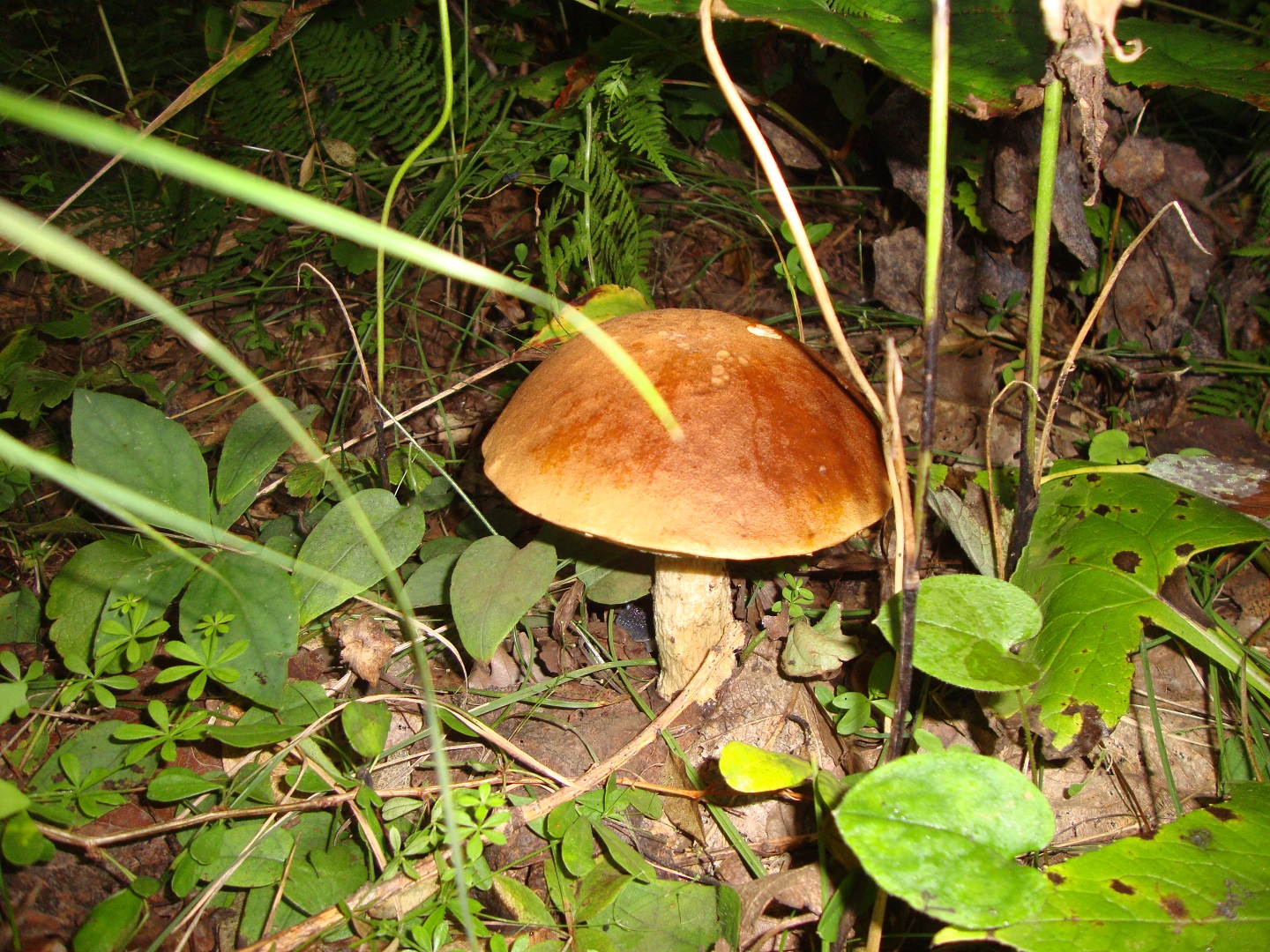 DSC07572.JPG