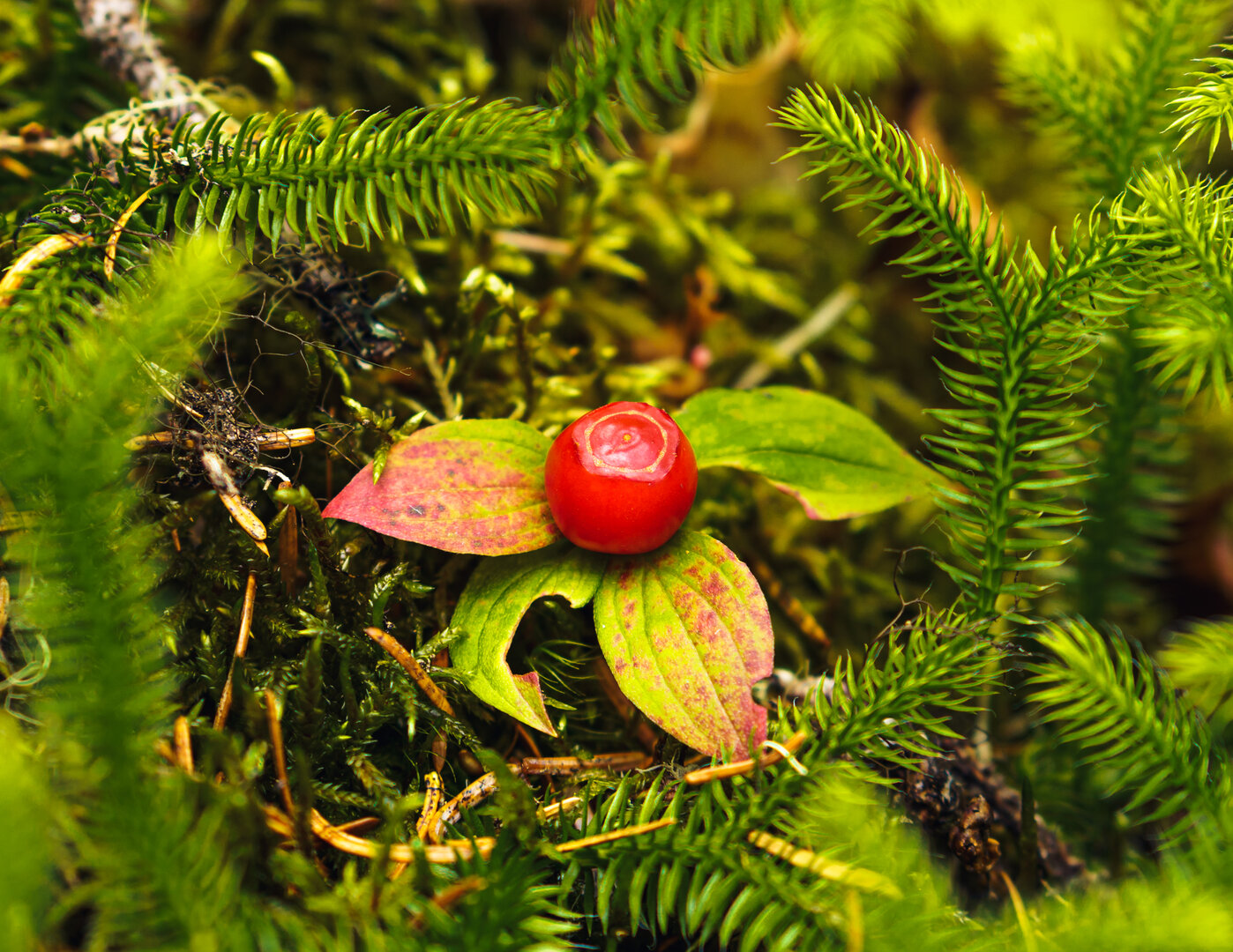 DSC07786.jpg