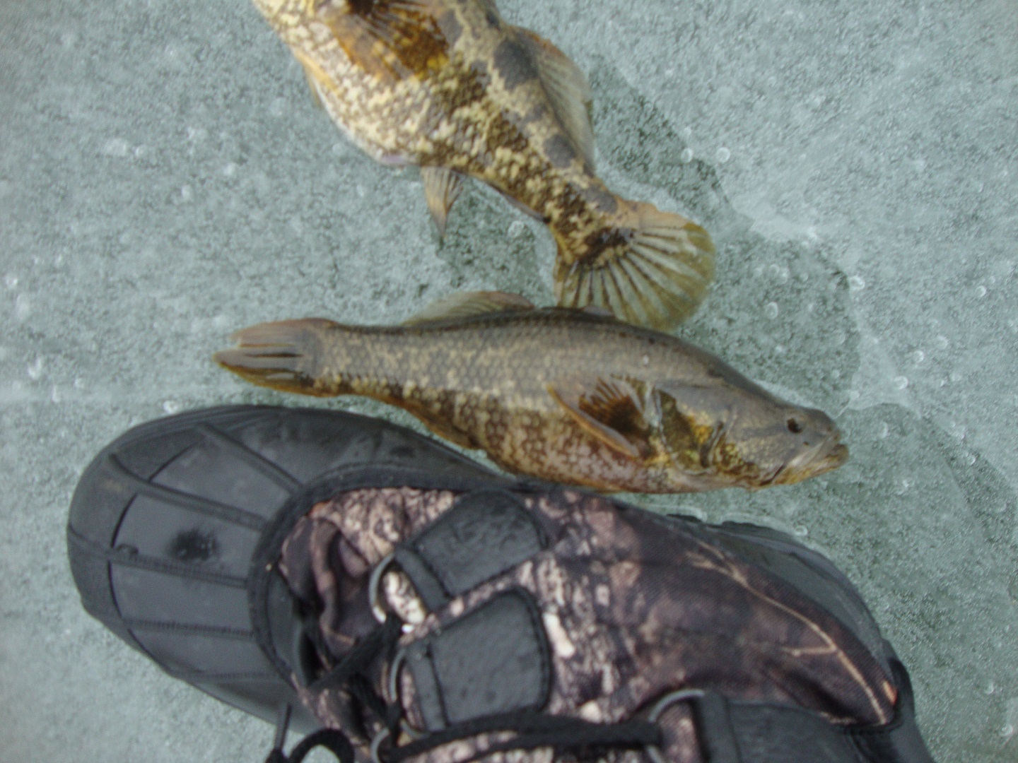 DSC07979.JPG