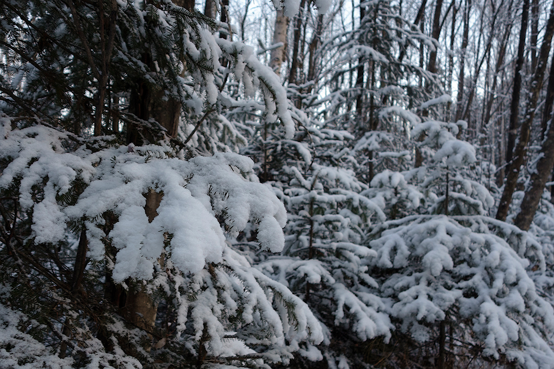 DSC08014.jpg