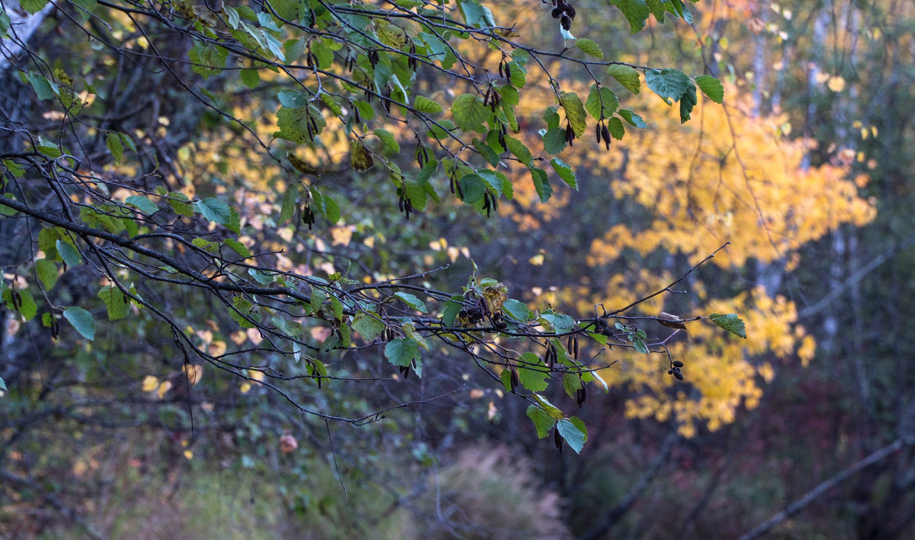 DSC08236_2000.jpg