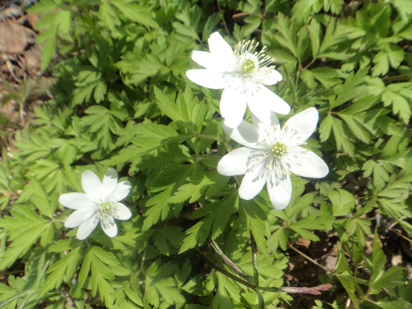 DSC08653.JPG
