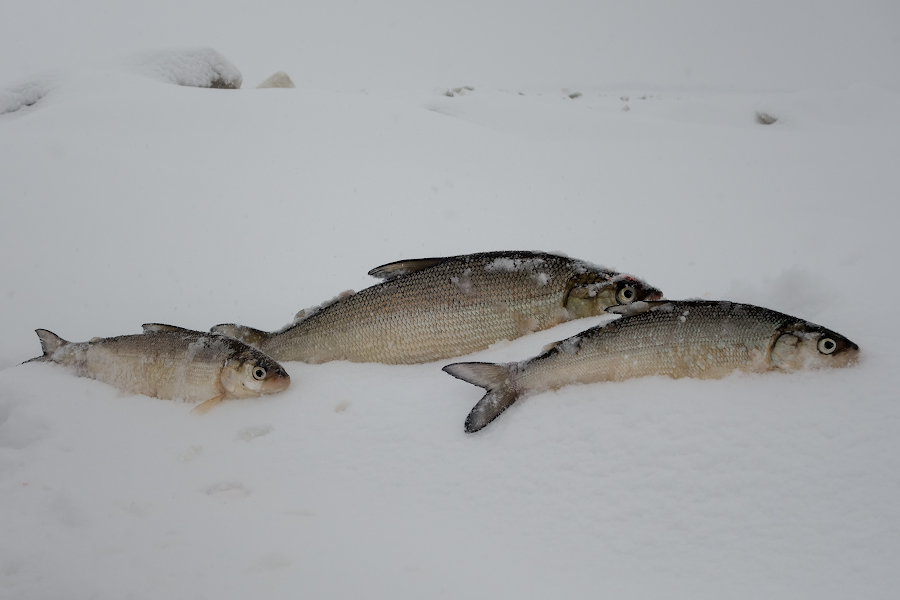 DSC08865.jpg