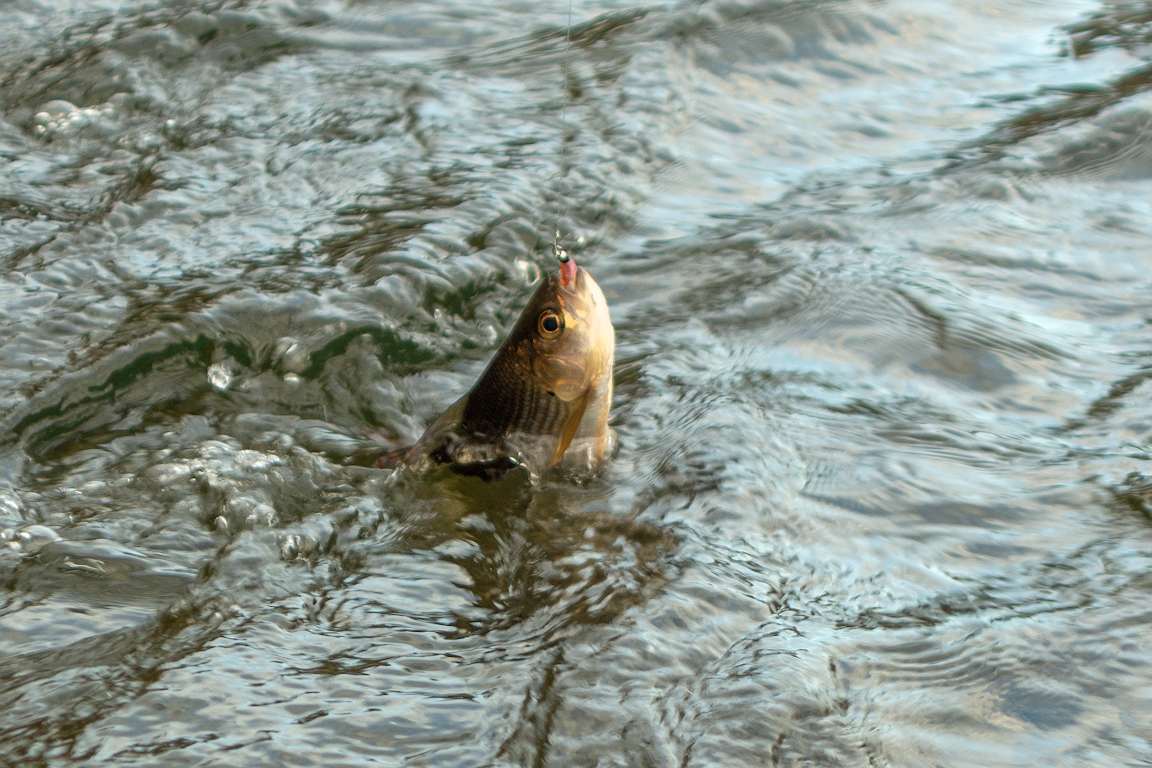 DSC09213.jpg