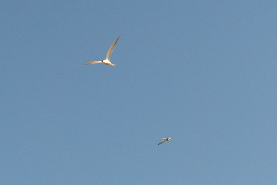 DSC09274.jpg