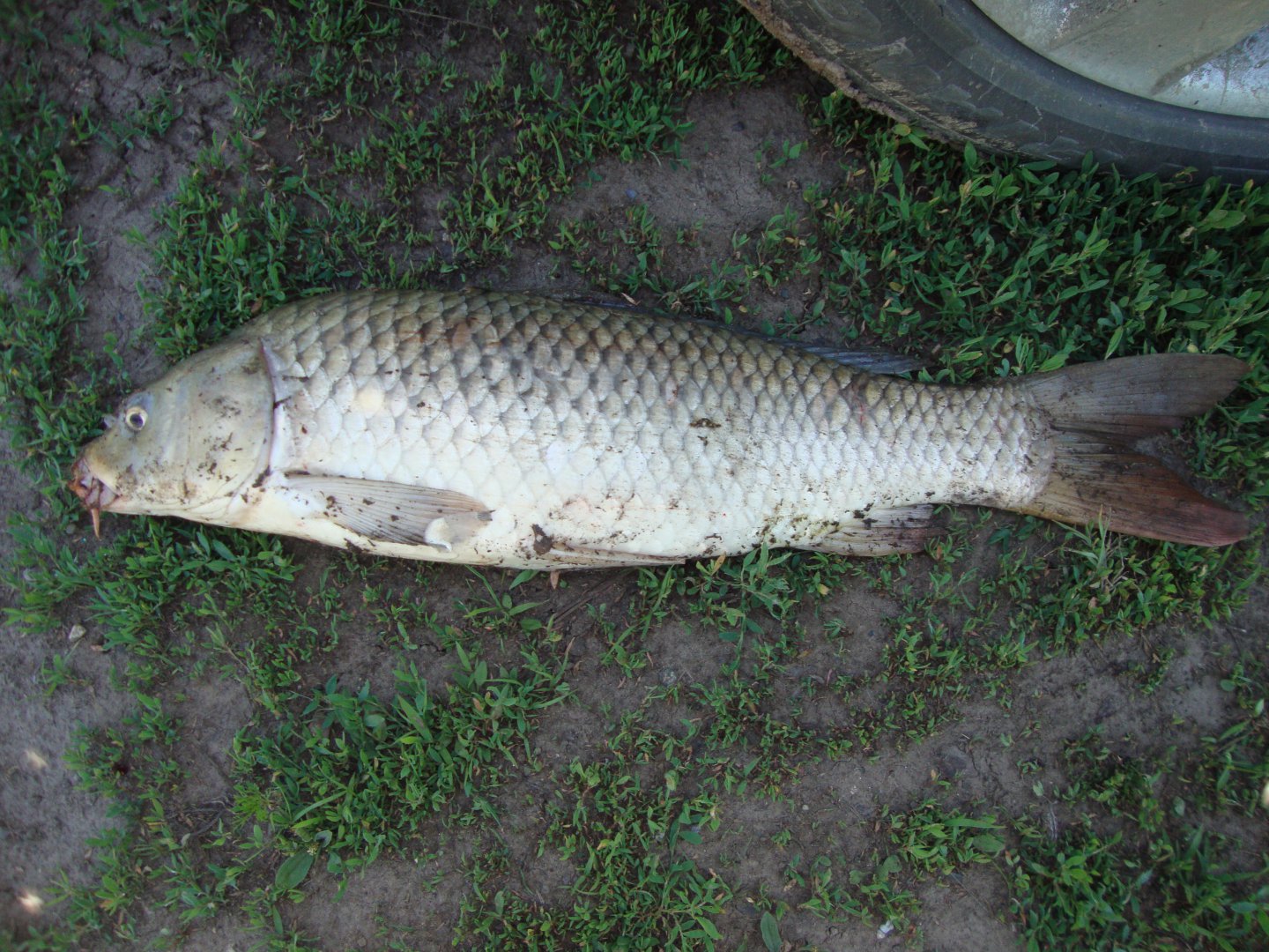 DSC09285.JPG