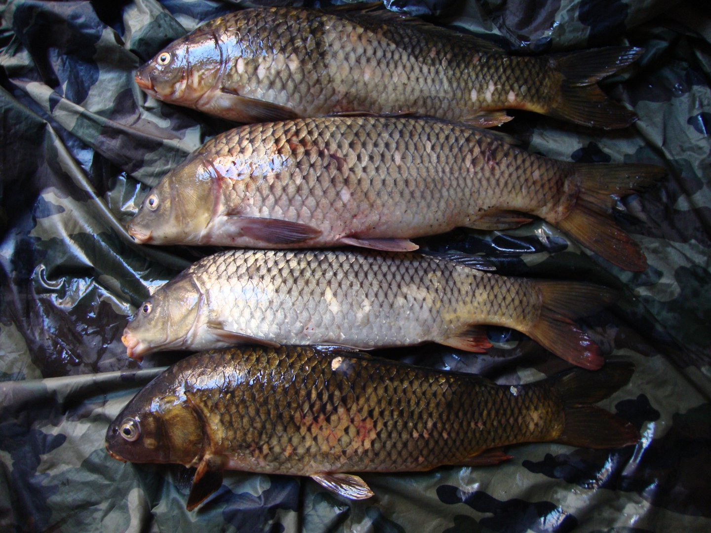 DSC09292.JPG