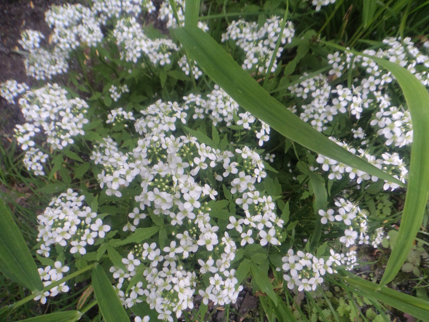 DSC09374.JPG