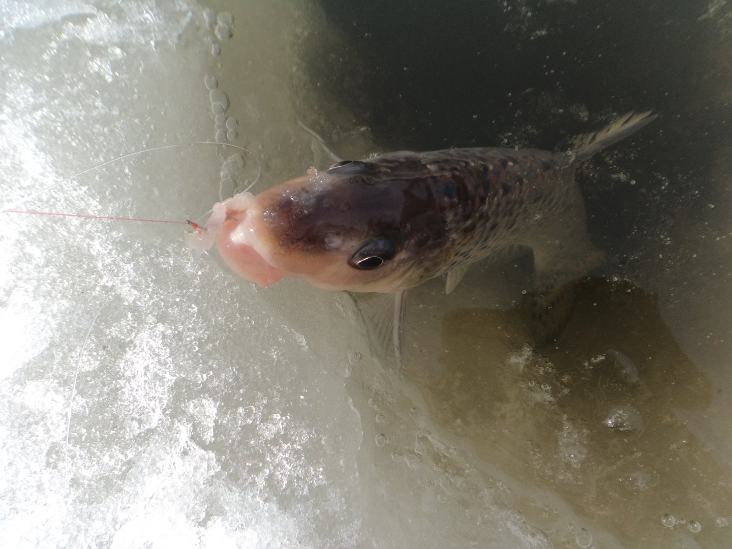 DSC09468.JPG