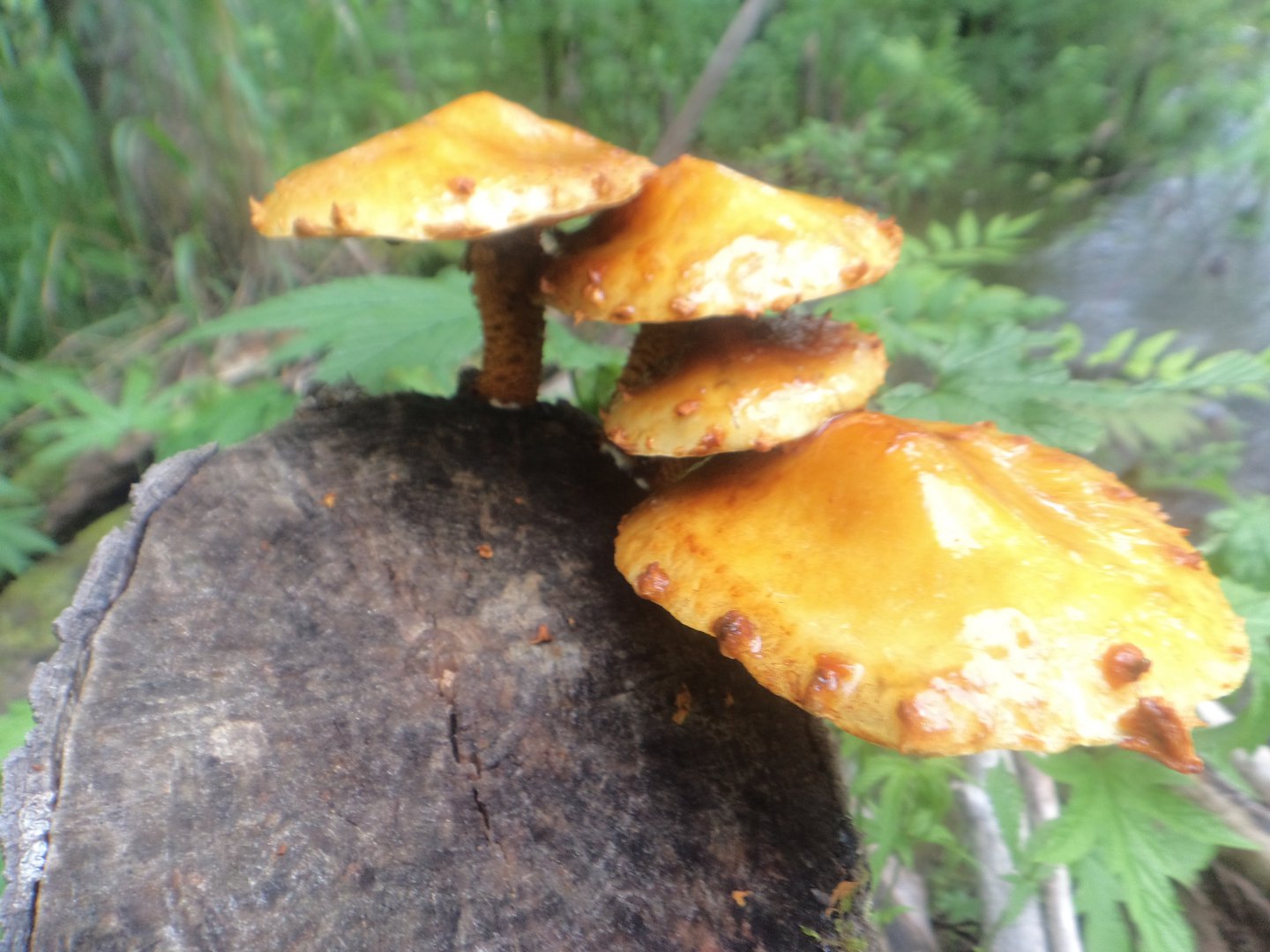 DSC09618.JPG