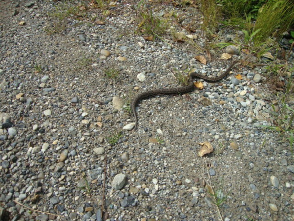 DSC09637.JPG
