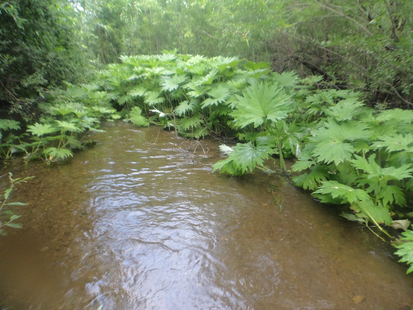 DSC09666.JPG