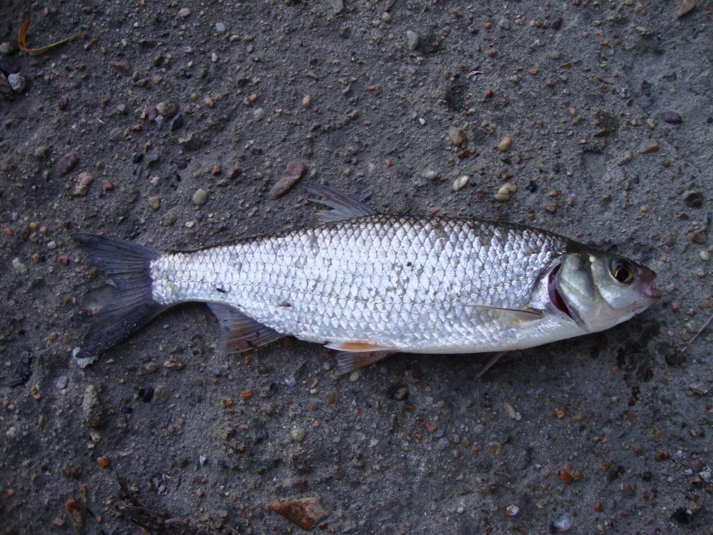 DSC09680.JPG