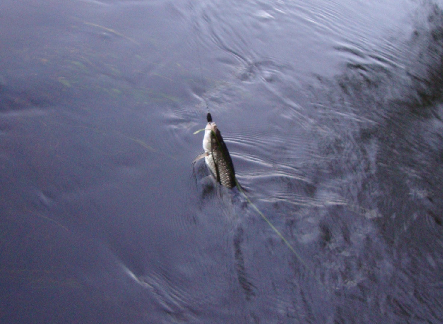 DSC09682.JPG