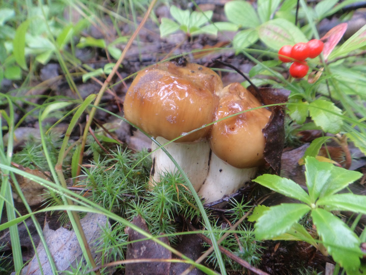 DSC09762.JPG