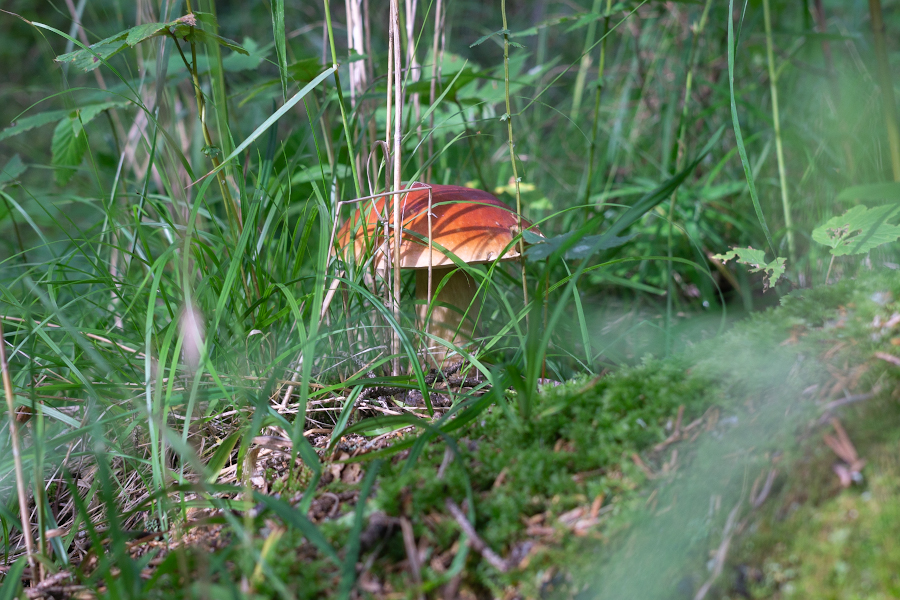 DSC09808.jpg