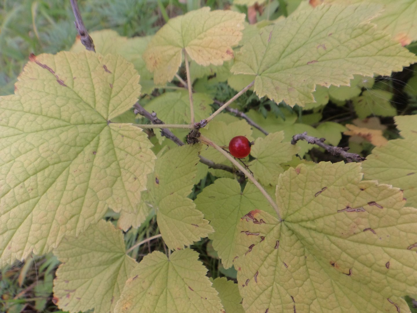 DSC09825.JPG