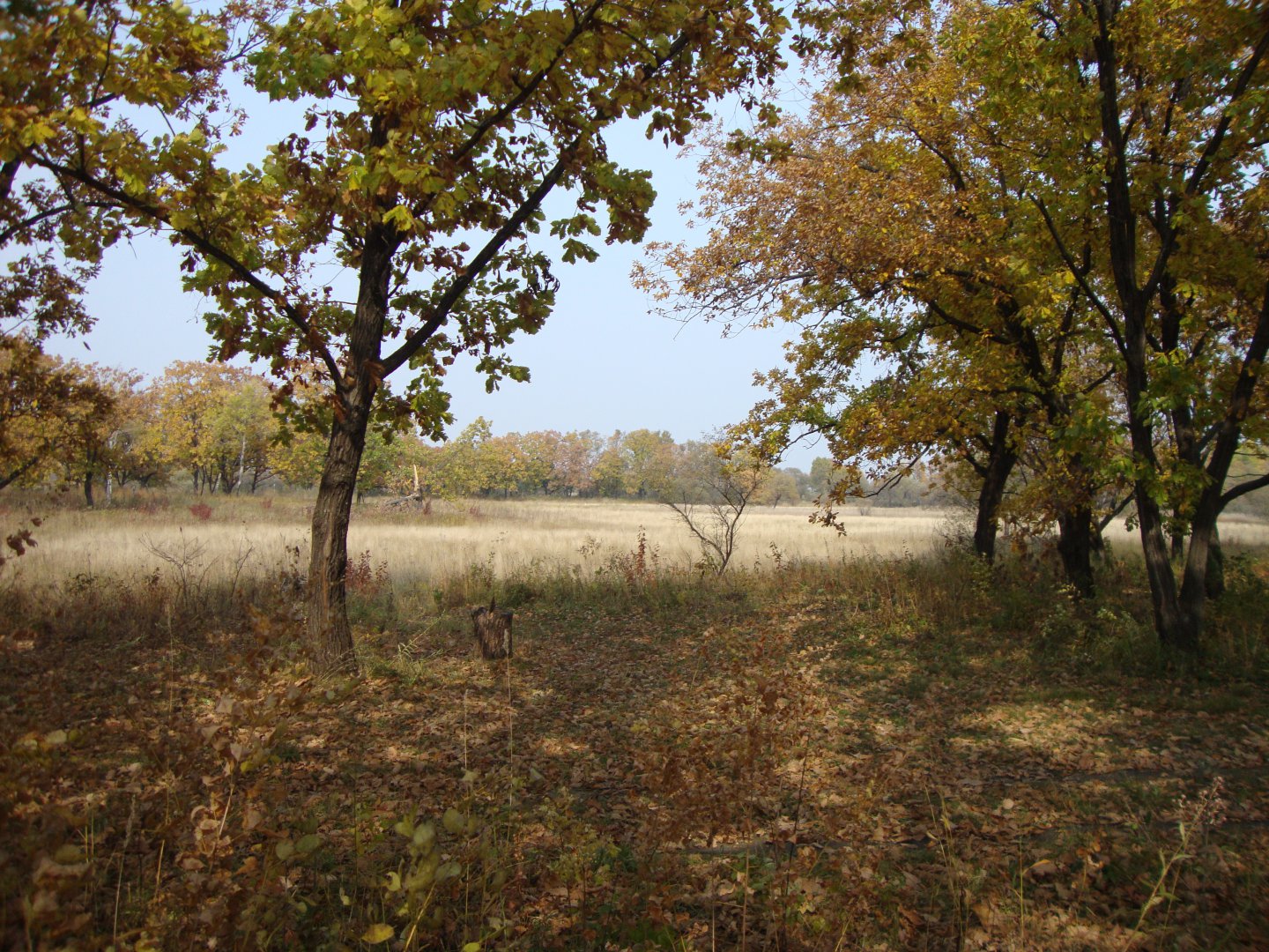 DSC09870.JPG