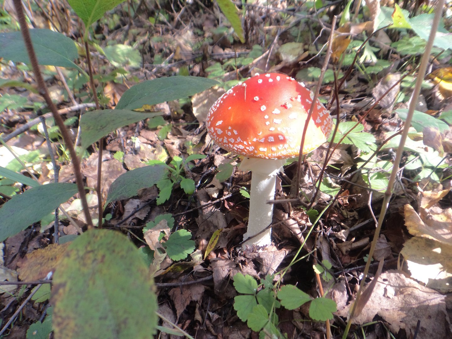 DSC09874.JPG