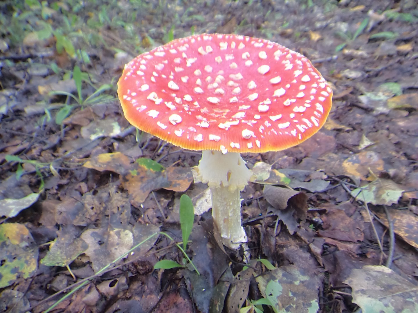 DSC09971.JPG