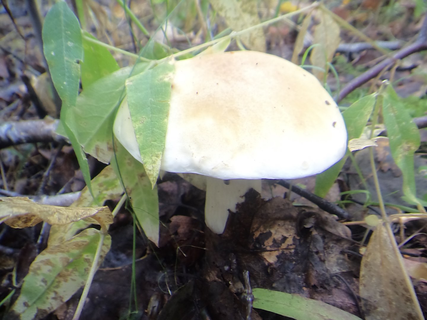 DSC09974.JPG