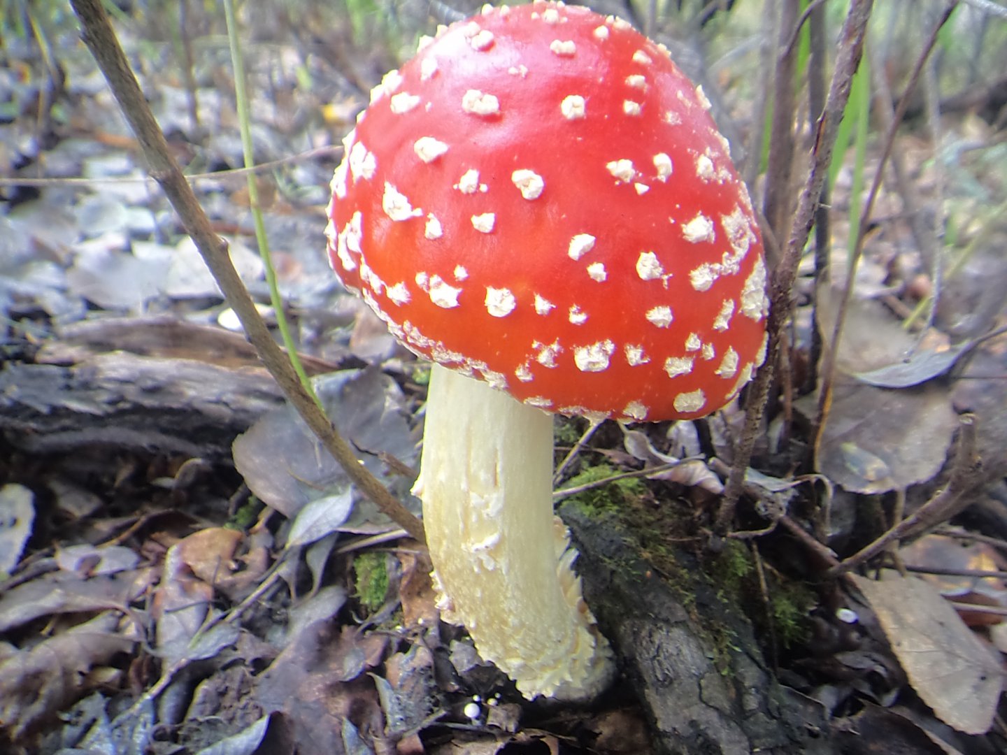DSC09985.JPG