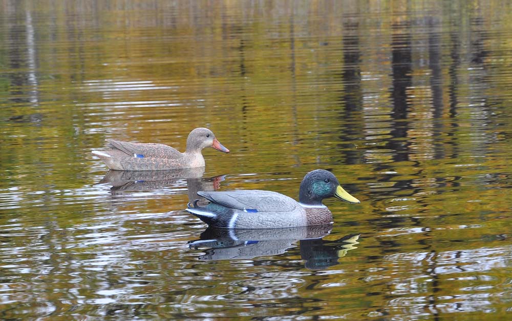 DSC_0021.jpg