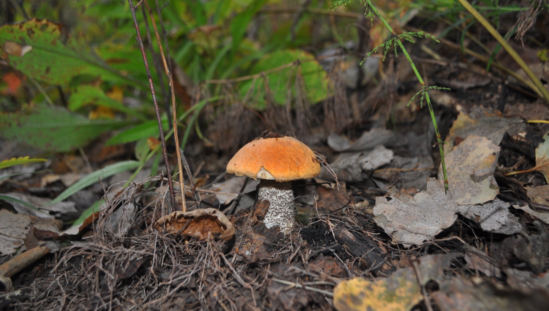 DSC_0021.JPG